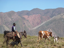 Argentina-Salta-Inca Trails Cattle Drive